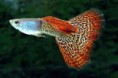 /album/hs-peixes-ornamentais/lebiste-3-jpg/